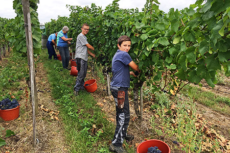 Die Familie bei der Weinlese