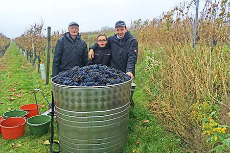 Die Familie bei der Weinlese